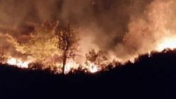 Düzce’de orman yangını