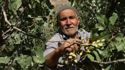 Fıstık bol olunca işçiler de randevuyla çalışmaya başladı