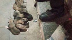 Sivas'ta yavru köpekler, çuvala koyulup sokağa atıldı