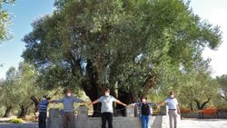 Manisa'da 1658 yıllık zeytin ağacı meyve verdi
