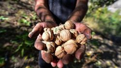 Tunceli cevizi zor toplanıyor, kolay satılıyor