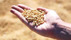 Soya fasulyesi ihracatı 2,5 kat arttı