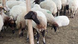 Van'da hayvancılık yapanlara kredi desteği verilecek