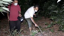 Antalya'da sabaha kadar tüfek ve sopayla avokado nöbeti tutuyorlar