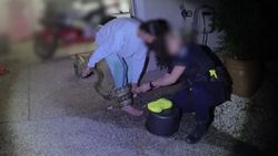 Avustralya'da ezilmekten kurtardığı piton saldırdı