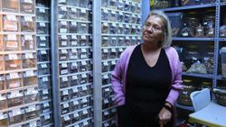 Kandıra'nın Nar Anne'si, 60 yılda 1200 ata tohum topladı
