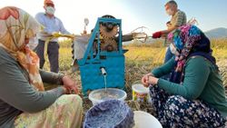 Düzce'de üretilen şeker kamışı pekmezi şifa kaynağı