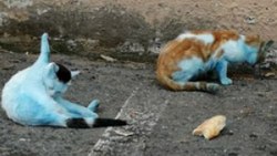 Blue cats that surprise those who see them in Küçükçekmece