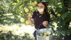 Sakarya'da ayva, daha olgunlaşmadan üreticinin yüzünü güldürdü