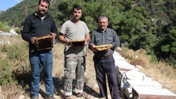 The mysterious events inside the hives surprised the beekeepers