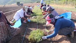 Burdur Lisinia'da 20 milyon lavanta ve adaçayı fidesi üretiliyor