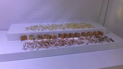 7,5 kilo altın çalan hırsızlar yakalandı