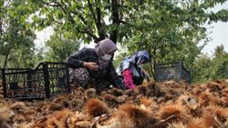 Bursa kestanesinin verimi iki katına çıktı