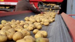 Patates üreticileri tüketim fazlası ürün için ihracat teşviki bekliyor