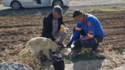 Niğde'de 4 gün boyunca kuyuda mahsur kalan köpek kurtarıldı