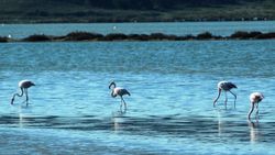 Flamingolar Bodrum’a çok erken geldi