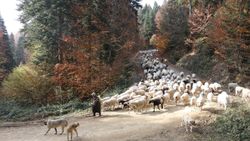 Bolu'da yaylacılar eve dönüyor