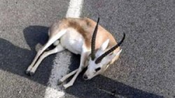 He took the gazelle hit by the vehicle to the vet in Izmir and disappeared.