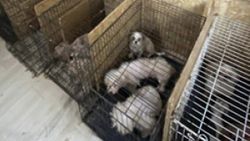 Ankara'da binanın bodrumunda 68 köpek bulundu