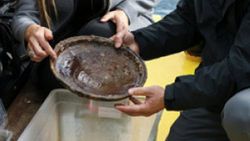 Foça açıklarında savaş gemisi batığı keşfedildi