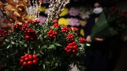 Yılbaşı çiçeği kokina tezgahlarda yerini aldı