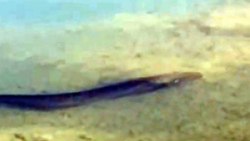 Giant catfish in Lake Tödürge scares the birds