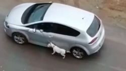 Antalya'da köpeğe eziyet eden kişi yakalandı