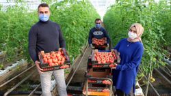 Jeotermal serada yılda 12 ay domates üretiliyor