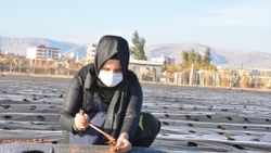 Mardinli kadınlar 20 dönümde çilek üretecek