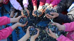 Kilis zeytininde hem verim hem de fiyat arttı