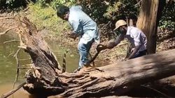 Hindistan’da kobra ile burun buruna gelen kurtarıcı