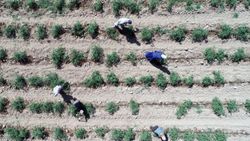 Kuraklığa karşı tarım ve sulama yöntemi değiştirme önerisi