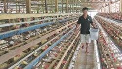 Güney Kore'de kuş gribi vakalarına bir yenisi daha eklendi