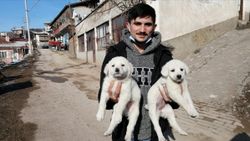 Çorum'da korumaya alınan 7 köpek sahiplenildi