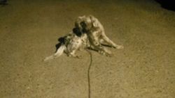 Sakarya'da polis, kaçan köpeği sahibine teslim etti