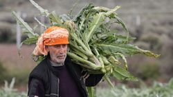 İzmir'de enginar hasadına başlandı