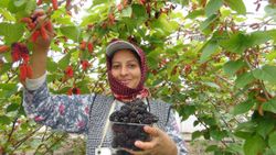 Türkiye'de yılın ilk karadut hasadı Silifke'den