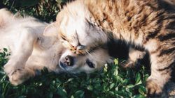 Sahipli kedi ve köpeklerin kimliklendirilmesi zorunlu oluyor