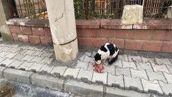 Aydın'da yazlık evde mahsur kalan kedi kurtarıldı