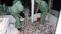 Hamsinin fiyatı tezgaha gelene kadar 3'e katlanıyor