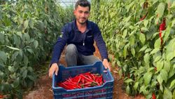 Aşırı talebe yetişemeyen isotun açığını Şili biberi kapatıyor