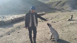Batman’da besici çalınan köpeğini getirene ödül verecek
