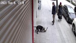 Hatay'da sahipsiz pitbull kediye saldırıp telef etti