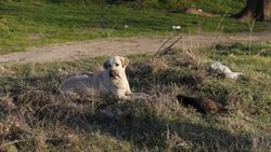 Edirne’de vahşice yakılan 8 yavru köpek ölüsü bulundu