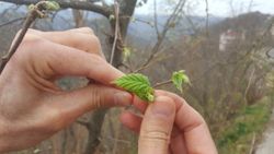 Giresun'da fındık üreticisi zirai don endişesi taşıyor