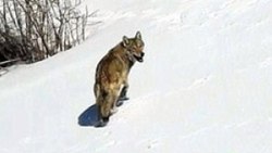 They heard the wolf in the snowy land in Erzincan