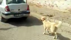 Aydın'da köpeği aracının arkasına bağlayıp koşturdu