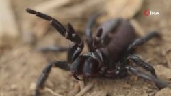 Avustralya’da ölümcül ‘huni ağ örümceği’ paniği