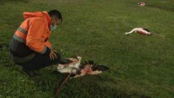 İzmir’de 9 flamingo sahilde ölü bulundu