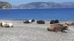 Muğla'da plajın sürpriz misafirleri görenleri şaşırttı